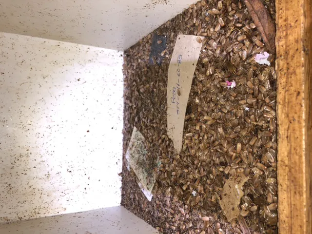Ace Pest Control Inc. Picture 2