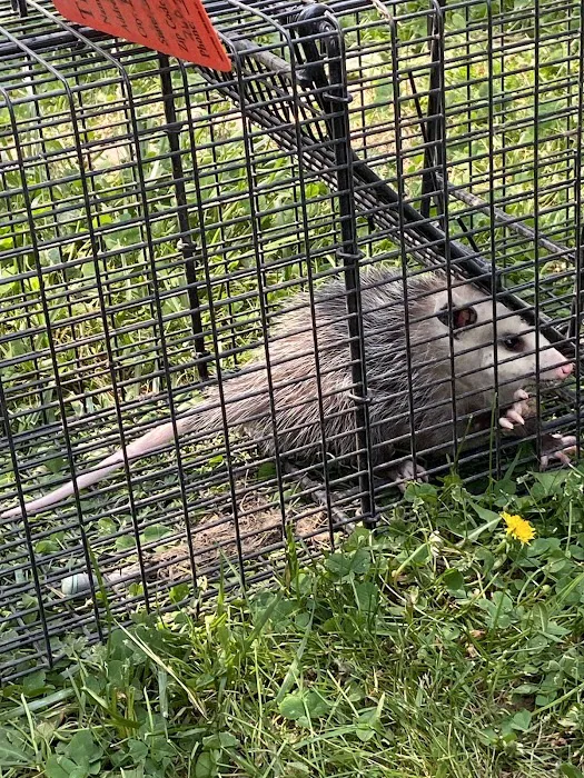 Complete Critter Control LLC Picture 1