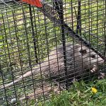 Complete Critter Control LLC