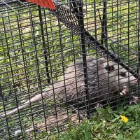 Complete Critter Control LLC ico
