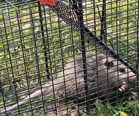 Complete Critter Control LLC