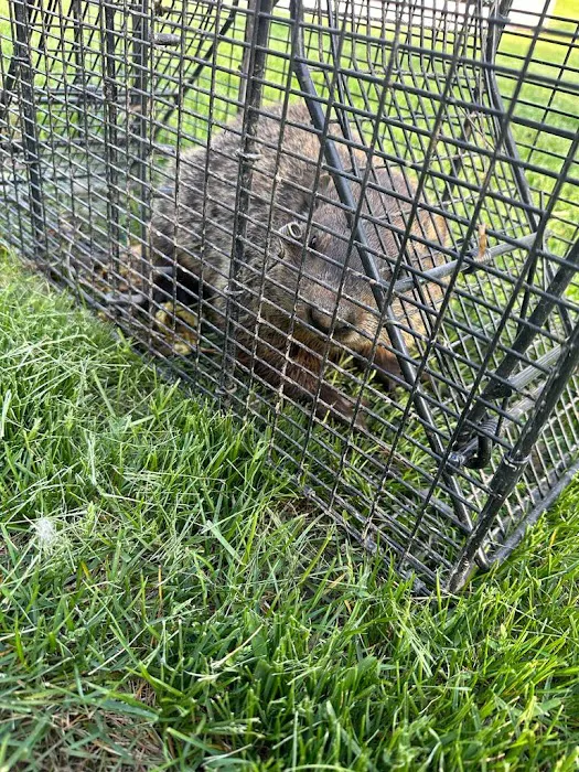 Complete Critter Control LLC Picture 2