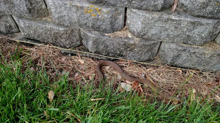 Absolute Animal & Pest Control Picture 3