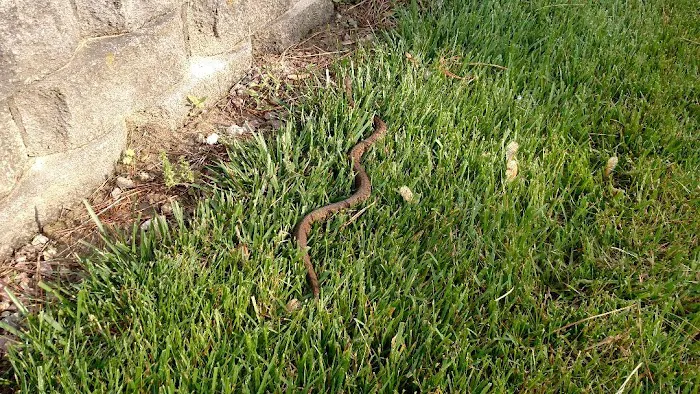 Absolute Animal & Pest Control Picture 4