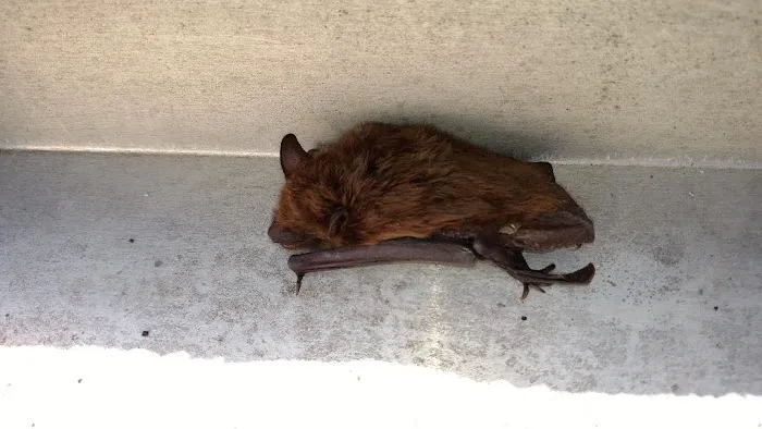 Absolute Animal & Pest Control Picture 1