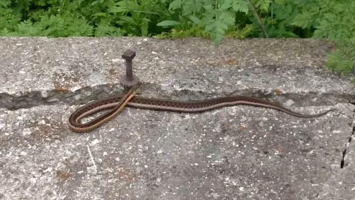Absolute Animal & Pest Control Picture 2