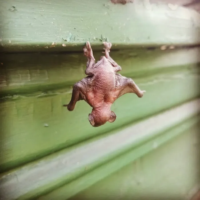 The Wildlife Professionals of Wheeling Picture 9