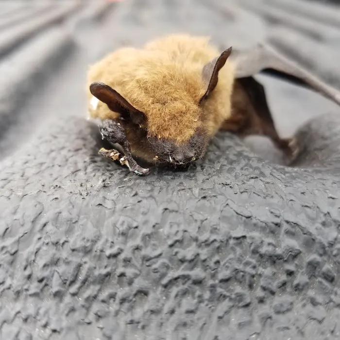 The Wildlife Professionals of Wheeling Picture 6