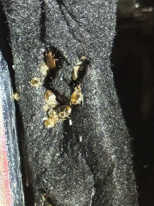 JC Pest Control Co Picture 9