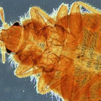 JC Pest Control Co ico