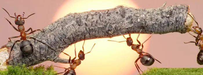 Xterminator Pest Control Picture 1