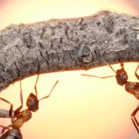 Xterminator Pest Control ico