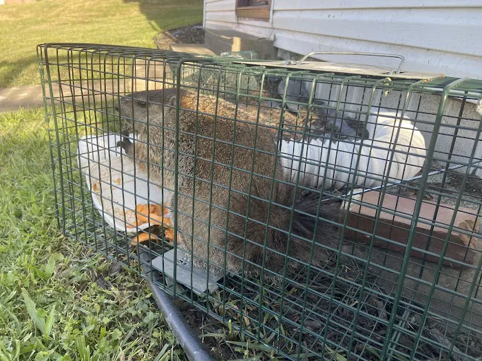 Go Go Pest Control Picture 1