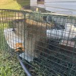 Go Go Pest Control