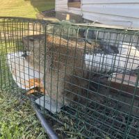 Go Go Pest Control ico