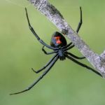 Phillips' Termite & Pest Control Inc