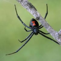 Phillips' Termite & Pest Control Inc ico