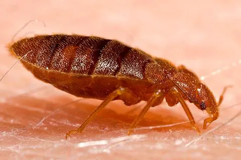 Phillips' Termite & Pest Control Inc Picture 8