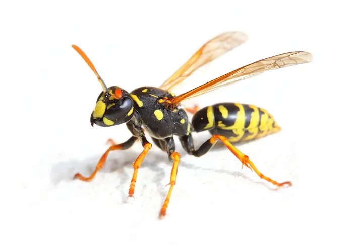 Phillips' Termite & Pest Control Inc Picture 7
