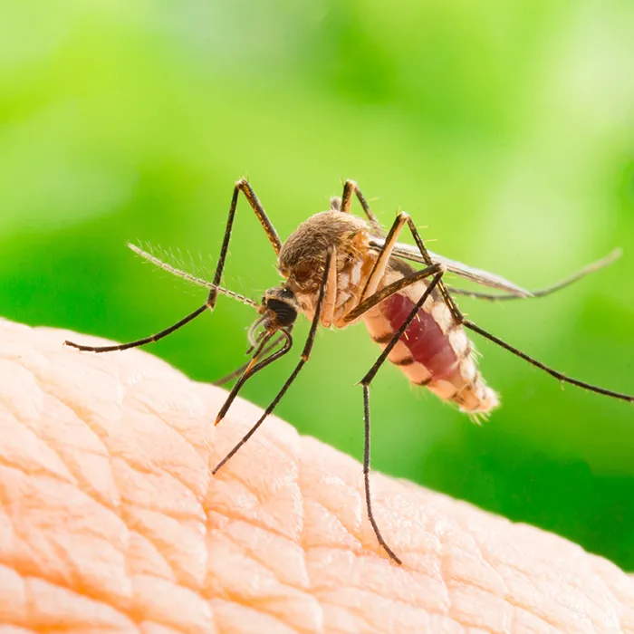 Mosquito Free Solutions Picture 2