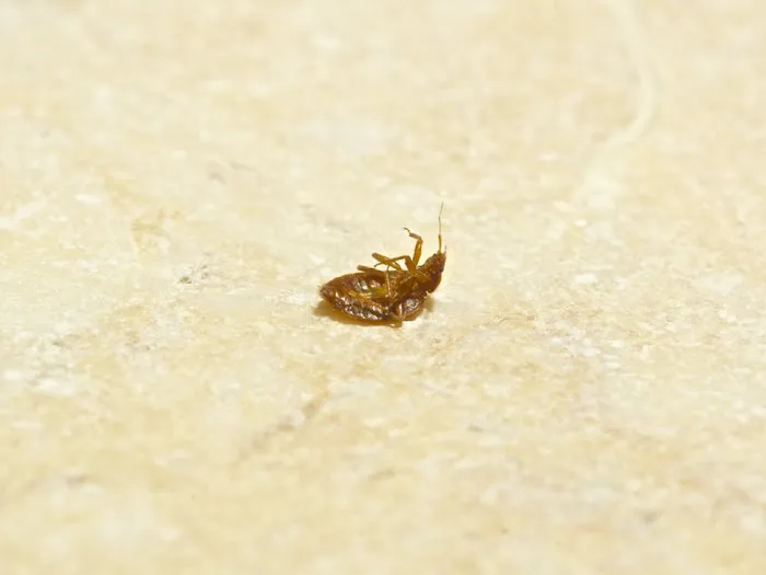 Buzz Termite and Pest Control, LLC Picture 1