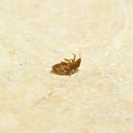 Buzz Termite and Pest Control, LLC