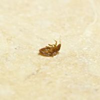 Buzz Termite and Pest Control, LLC ico