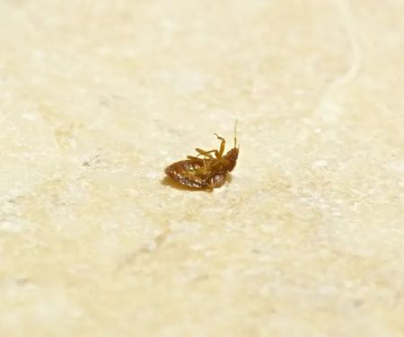 Buzz Termite and Pest Control, LLC