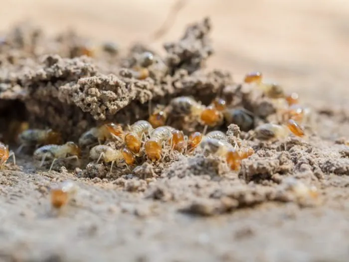 Buzz Termite and Pest Control, LLC Picture 2