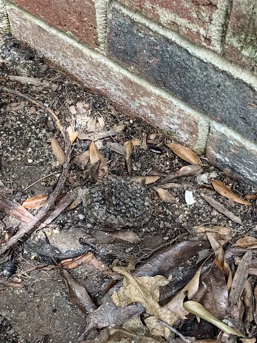 Moxie Pest Control Picture 3