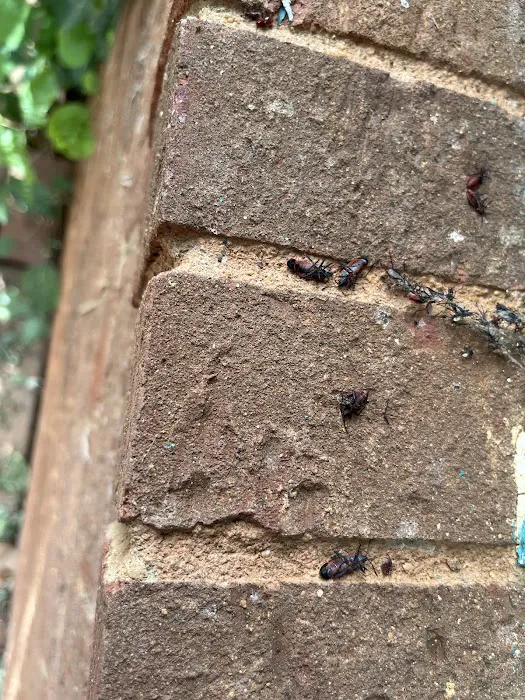 Moxie Pest Control Picture 2