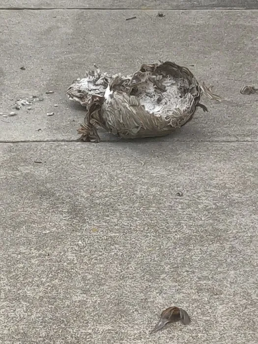 Hawx Pest Control Picture 3