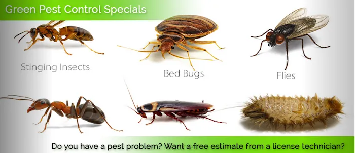 Green Pest Control Picture 2
