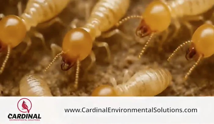Cardinal Environmental Solutions, LLC Picture 3