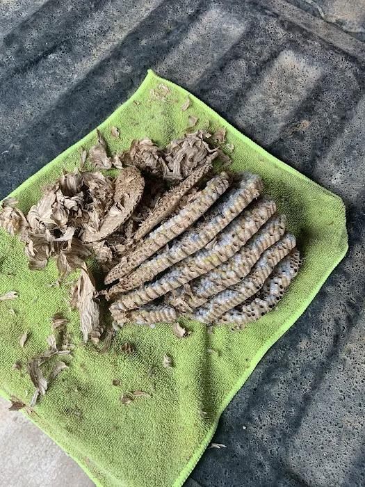Wolfpack Pest Control Picture 10