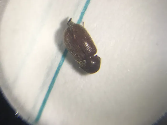 Clegg’s Termite & Pest Control - Charlotte Picture 5