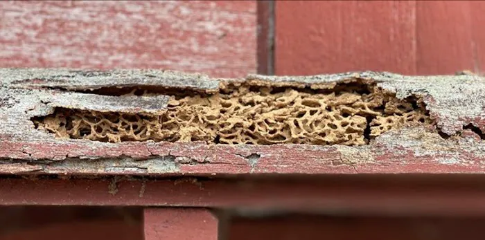 Pine Pest Control Picture 1