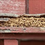 Pine Pest Control