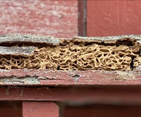 Pine Pest Control