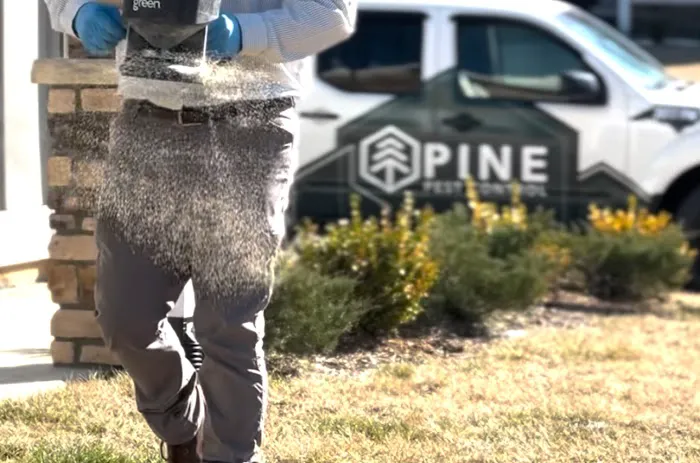 Pine Pest Control Picture 10
