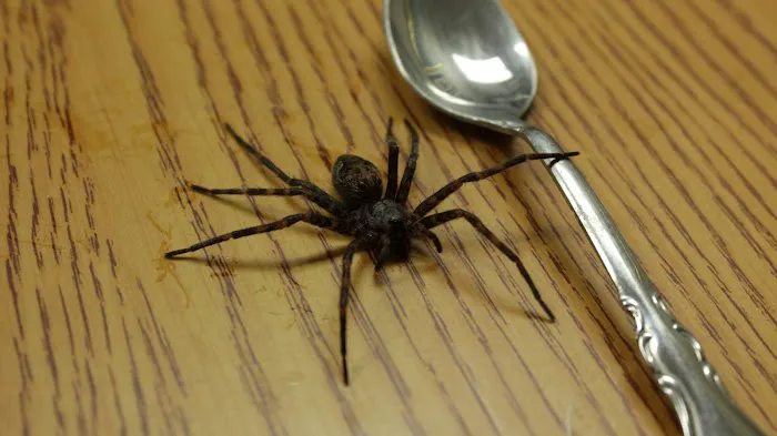 Pisgah Pest Control, Inc - Asheville Picture 6