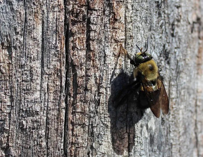 Pisgah Pest Control, Inc - Asheville Picture 1