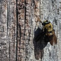Pisgah Pest Control, Inc - Asheville ico