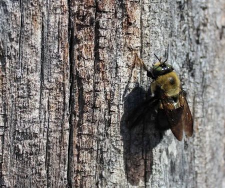 Pisgah Pest Control, Inc - Asheville