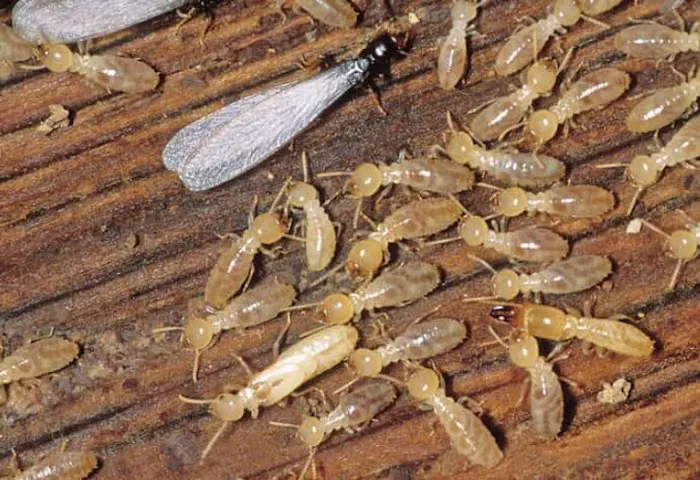 PestMaster of Asheville Picture 7
