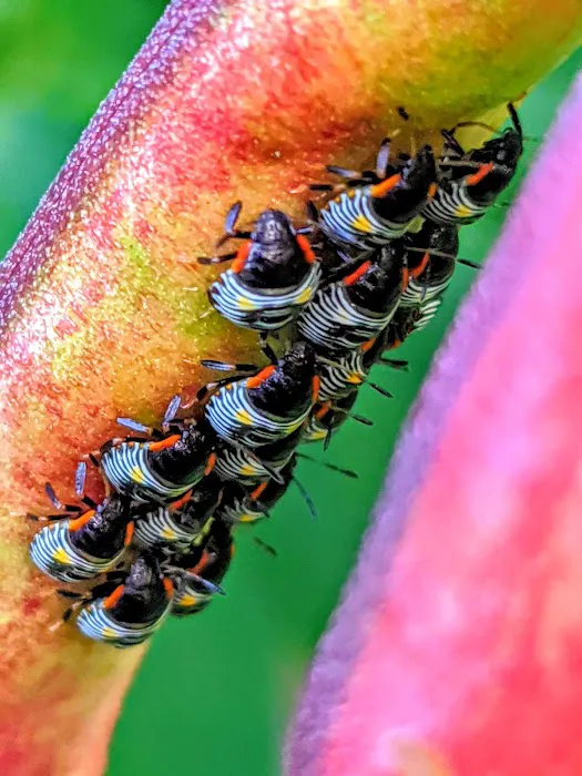 Walker Pest Management - Pest Control & Exterminator Services Picture 1