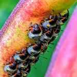 Walker Pest Management - Pest Control & Exterminator Services