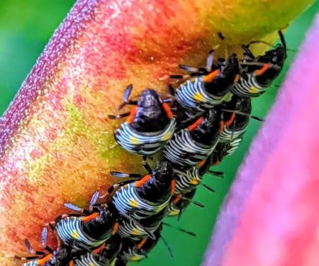 Walker Pest Management - Pest Control & Exterminator Services