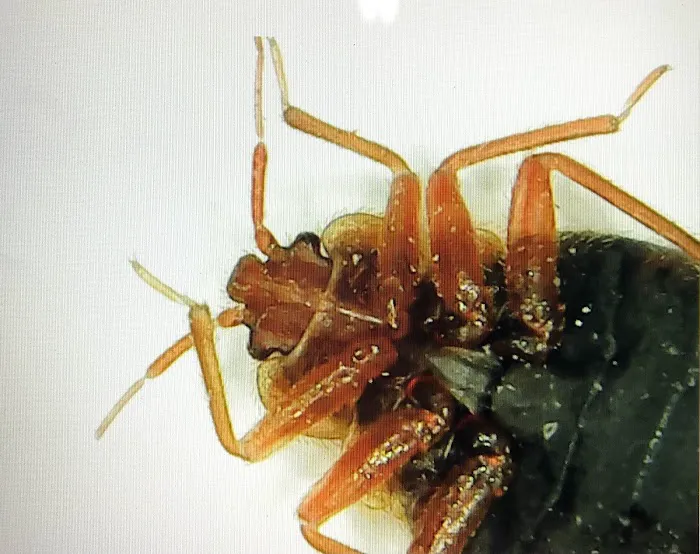 Bed Bugs Undercover, LLC Picture 2