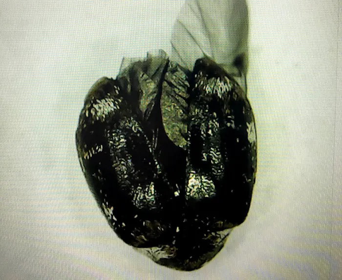 Bed Bugs Undercover, LLC Picture 7